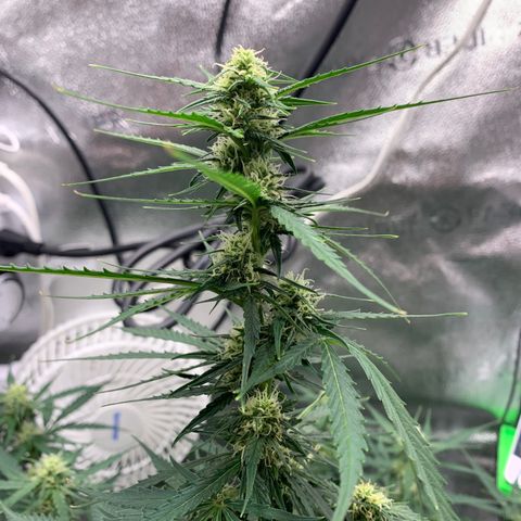Garden Of Green Blue Dream AutoFem growlog timeline photo