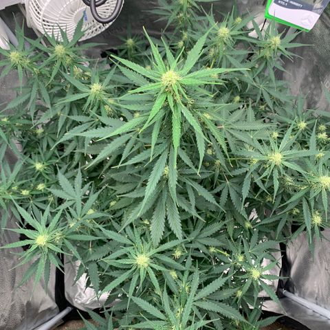 Garden Of Green Blue Dream AutoFem growlog timeline photo