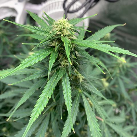 Garden Of Green Blue Dream AutoFem growlog timeline photo