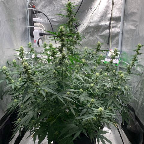 Garden Of Green Blue Dream AutoFem growlog timeline photo
