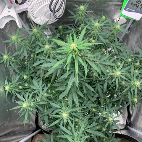 Garden Of Green Blue Dream AutoFem growlog timeline photo