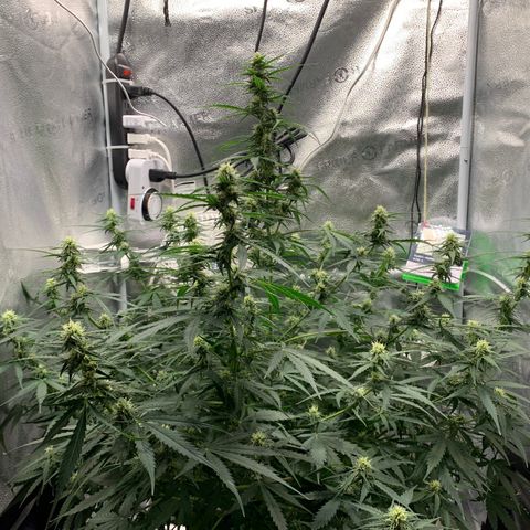 Garden Of Green Blue Dream AutoFem growlog timeline photo
