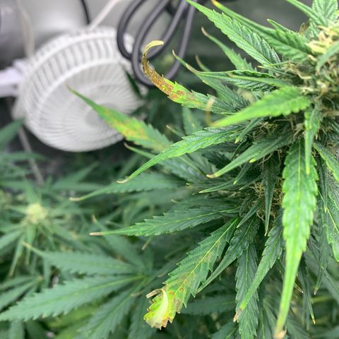 Garden Of Green Blue Dream AutoFem growlog photo: Showing signs of a little bite burn. Watered with plain ph’d water. 