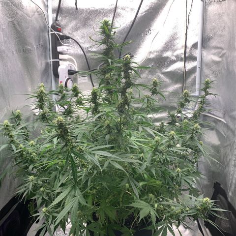 Garden Of Green Blue Dream AutoFem growlog photo: Showing signs of a little bite burn. Watered with plain ph’d water. 