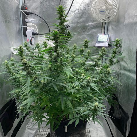 Garden Of Green Blue Dream AutoFem growlog photo: Cut off dead leaves from nute burn. Watered with plain PH’d water. No nutes. 