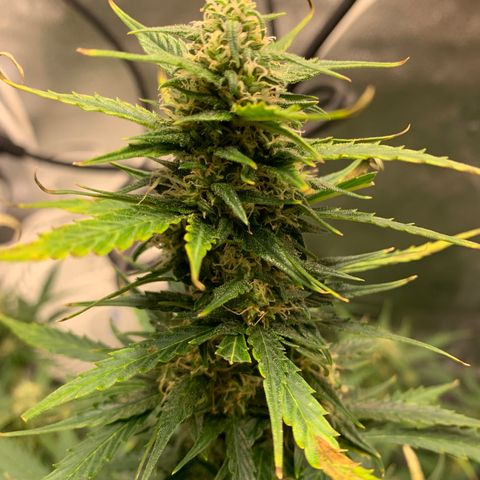 Garden Of Green Blue Dream AutoFem growlog photo: Cut off dead leaves from nute burn. Watered with plain PH’d water. No nutes. 