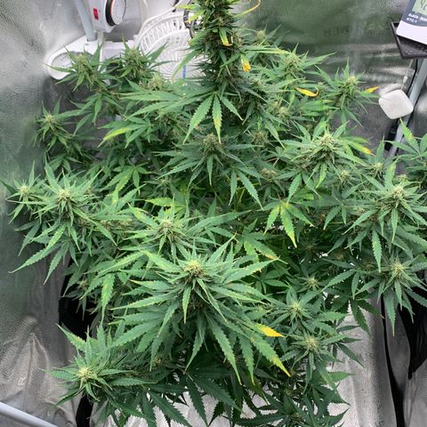 Garden Of Green Blue Dream AutoFem growlog timeline photo