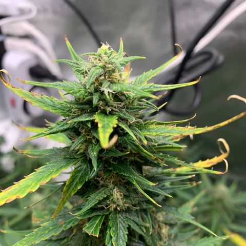 Garden Of Green Blue Dream AutoFem growlog timeline photo