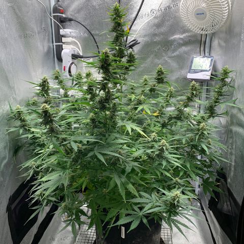 Garden Of Green Blue Dream AutoFem growlog timeline photo