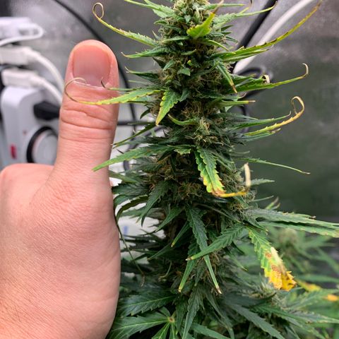 Garden Of Green Blue Dream AutoFem growlog timeline photo