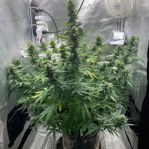 Garden Of Green Blue Dream AutoFem growlog timeline photo