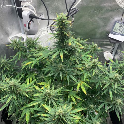 Garden Of Green Blue Dream AutoFem growlog timeline photo