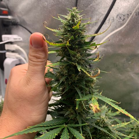Garden Of Green Blue Dream AutoFem growlog timeline photo