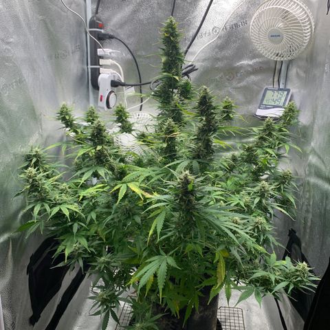 Garden Of Green Blue Dream AutoFem growlog timeline photo