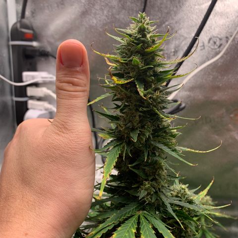 Garden Of Green Blue Dream AutoFem growlog timeline photo