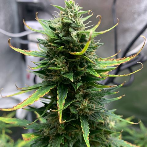 Garden Of Green Blue Dream AutoFem growlog timeline photo