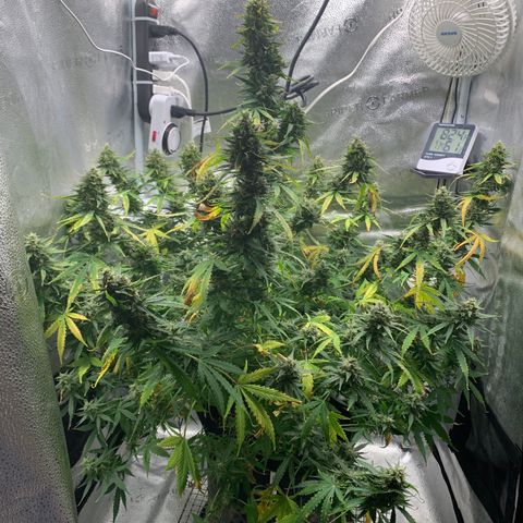 Garden Of Green Blue Dream AutoFem growlog timeline photo