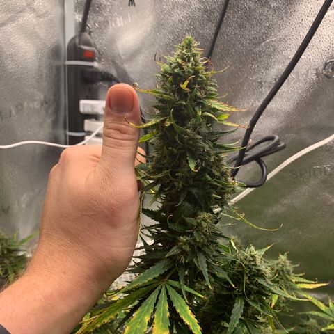 Garden Of Green Blue Dream AutoFem growlog timeline photo