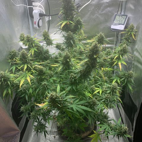 Garden Of Green Blue Dream AutoFem growlog timeline photo