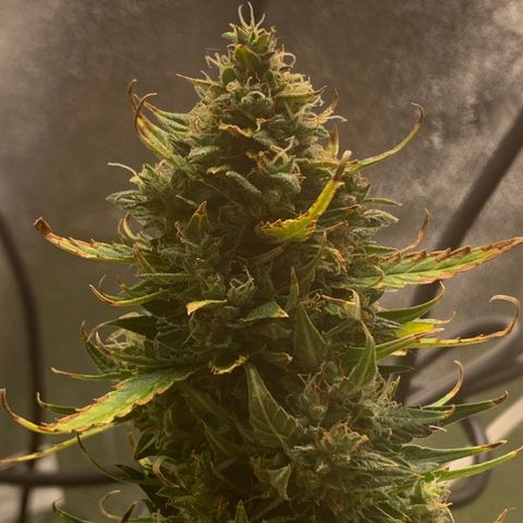 Garden Of Green Blue Dream AutoFem growlog timeline photo
