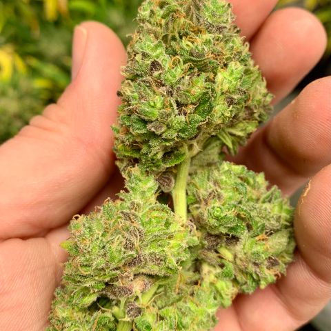 Garden Of Green Blue Dream AutoFem growlog timeline photo