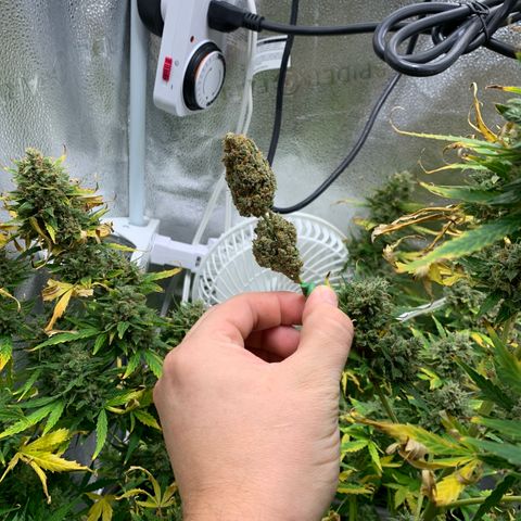 Garden Of Green Blue Dream AutoFem growlog timeline photo