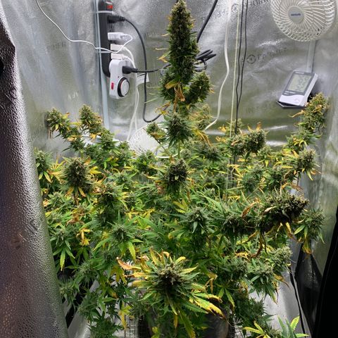 Garden Of Green Blue Dream AutoFem growlog timeline photo
