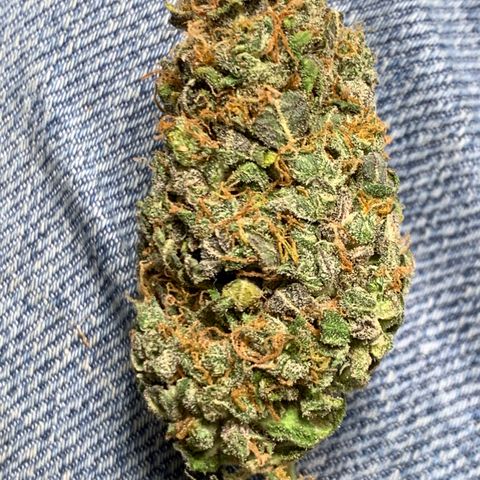 Garden Of Green Blue Dream AutoFem growlog timeline photo