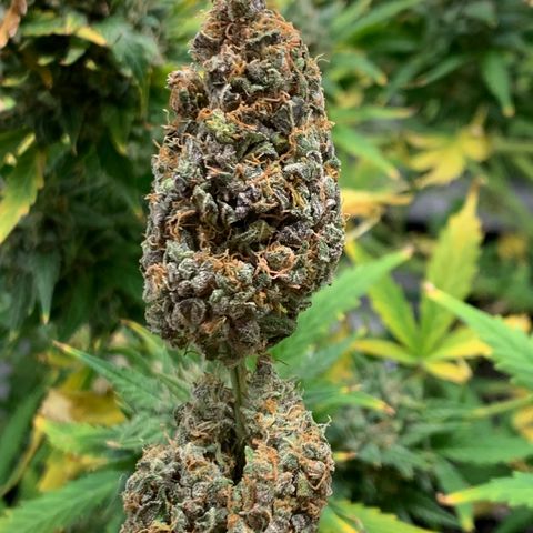 Garden Of Green Blue Dream AutoFem growlog timeline photo