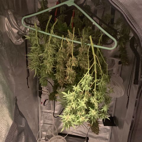Garden Of Green Blue Dream AutoFem growlog timeline photo