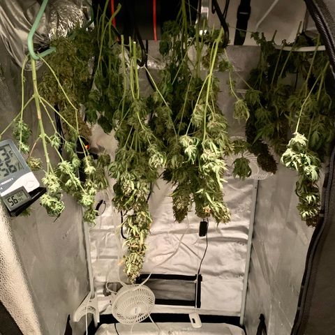 Garden Of Green Blue Dream AutoFem growlog timeline photo