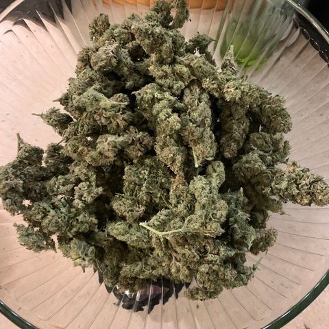Garden Of Green Blue Dream AutoFem growlog timeline photo
