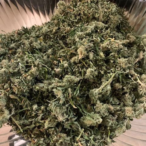 Garden Of Green Blue Dream AutoFem growlog timeline photo