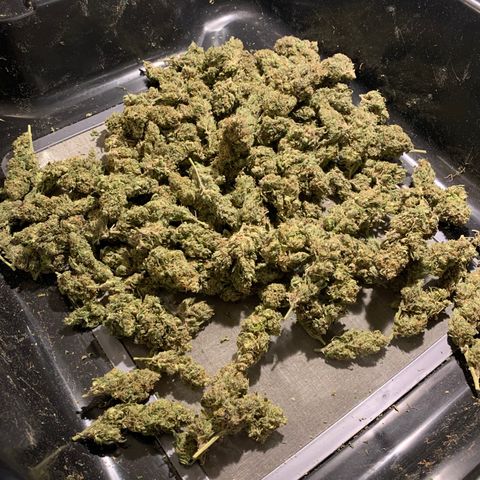 Garden Of Green Blue Dream AutoFem growlog timeline photo