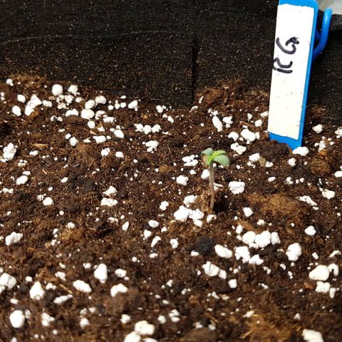 Royal Gorilla growlog photo