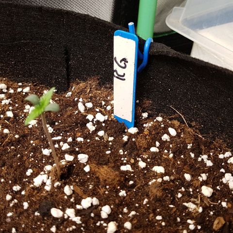 Royal Gorilla growlog photo