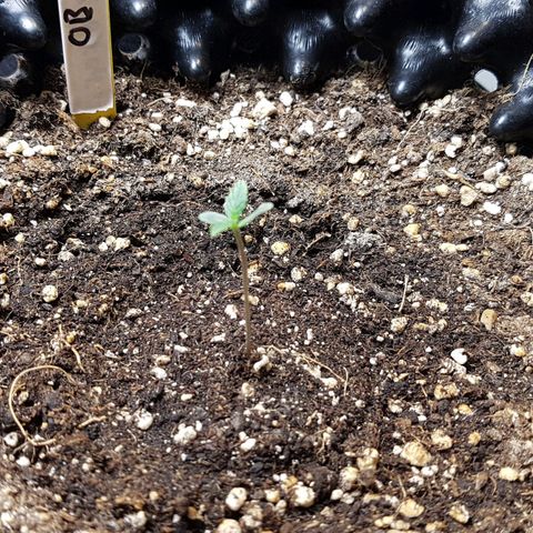 Orange Bud #2 growlog timeline photo