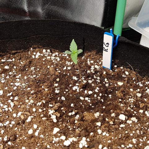 Royal Gorilla growlog photo