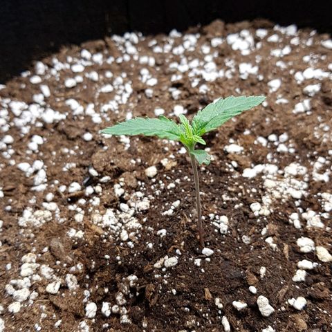 White Widow  growlog timeline photo