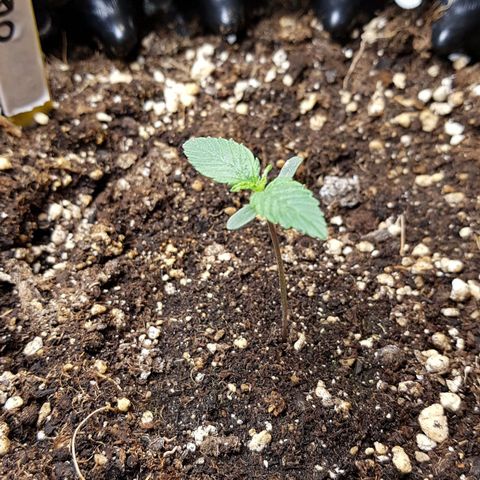 Orange Bud #2 growlog timeline photo