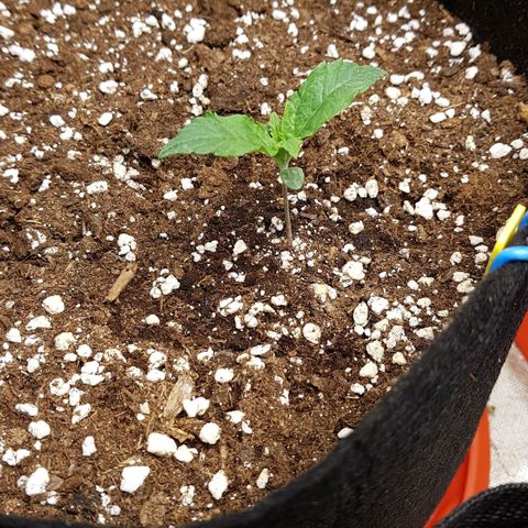 Orange Bud #1 growlog timeline photo