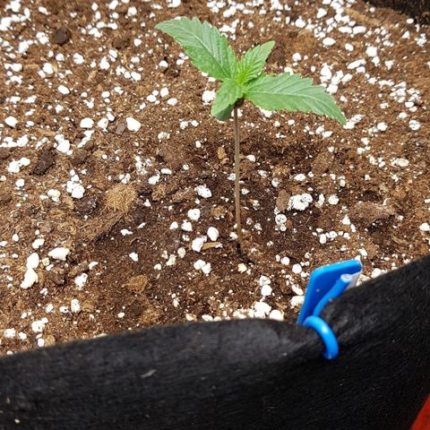 Royal Gorilla growlog photo