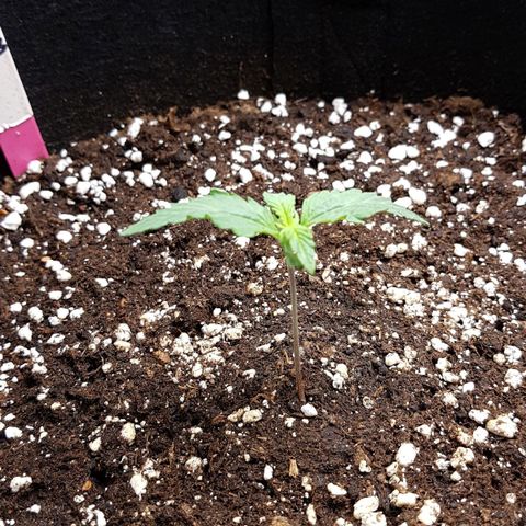 White Widow  growlog timeline photo