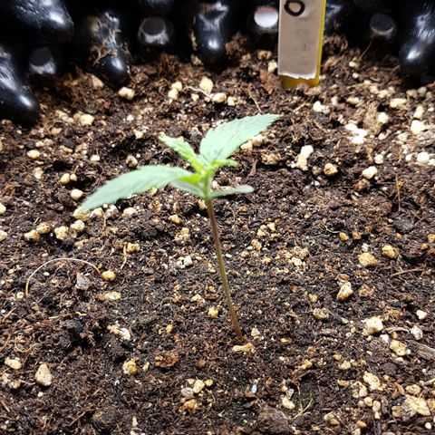 Orange Bud #2 growlog timeline photo