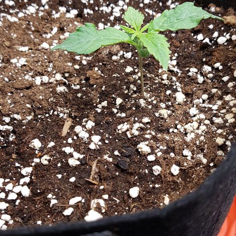 Orange Bud #1 growlog timeline photo