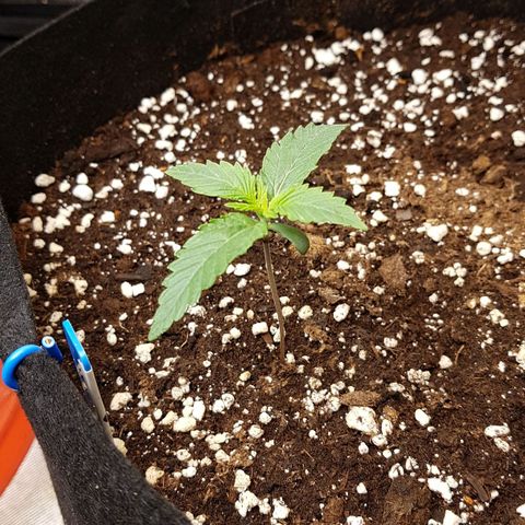 Royal Gorilla growlog photo