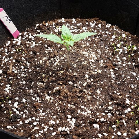 White Widow  growlog timeline photo