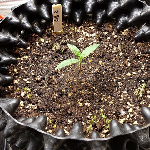 Orange Bud #2 growlog timeline photo