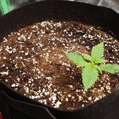 Orange Bud #1 growlog timeline photo