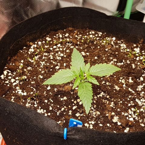 Royal Gorilla growlog timeline photo